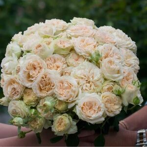 Summerrose Pale Green
& Creamy White Rose Peach Cream Garden Rose Bouquets